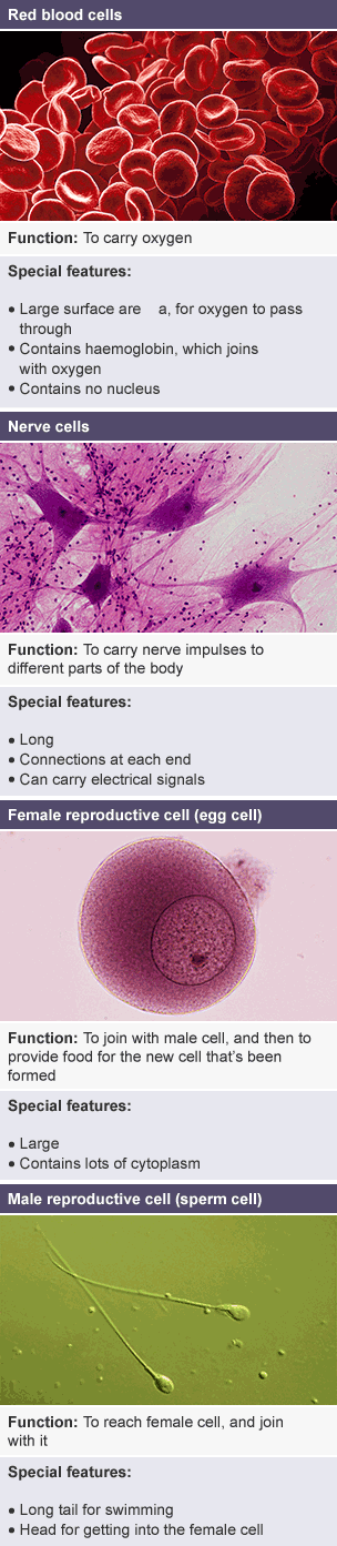 BBC Bitesize - KS3 Biology - Cells to systems - Revision 4