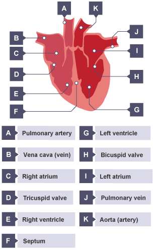 heart bbc system circulatory cross gcse bitesize human section seen parts main front