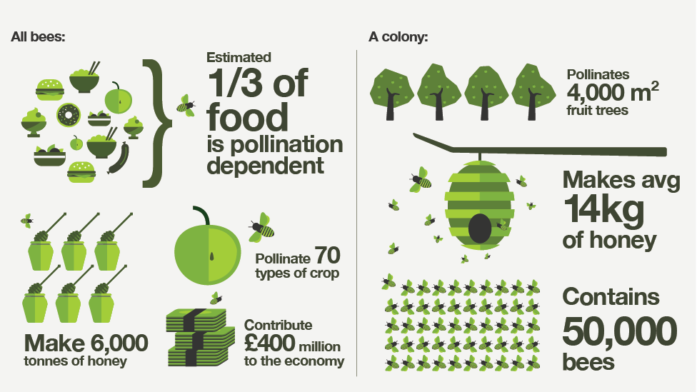 An illustration of what all honey bees, and a colony of honey bees, do for us in the UK each year.