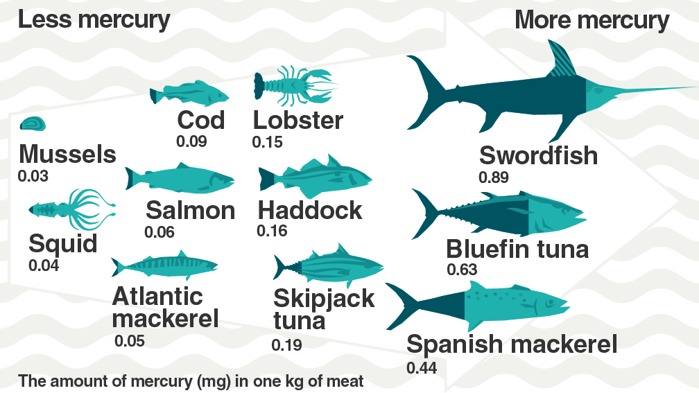 Fish Diet Mercury Poisoning