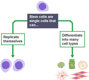 Stem cells can differentiate into many cell types