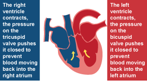 Right ventricle contracts, tricuspid valve closes to prevent blood moving back into the right atrium. Left ventricle contratcs, bicuspid valve closes to prevent blood moving back into the left atrium.