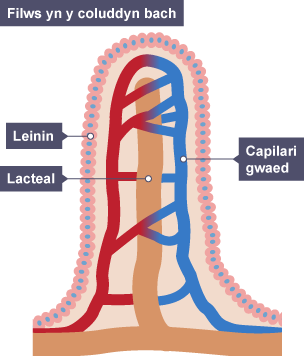 Filws yn y coluddyn bach. Mae'r leinin o gwmpas y capilari gwaed a'r lacteal.