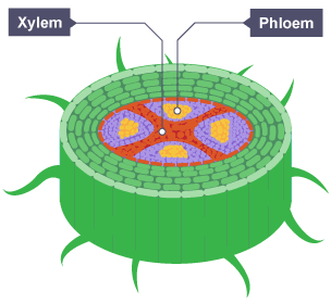 plant phloem