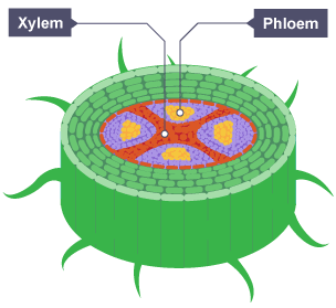 Xylem and phloem Structure of plants WJEC GCSE Biology