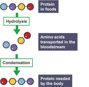 Protein in foods is hydrolysed to amino acids which are transported in the blood