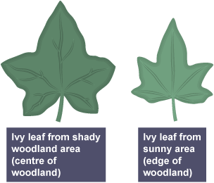 An ivy leaf from the centre of the woodland on the left and an ivy leaf from the edge of the woodland on the right