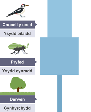 Pyramid niferoedd 'derwen-pryfed-cnocell y coed'