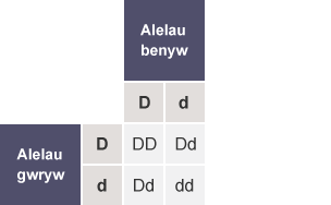 Tabl gyda’r rhesi wedi’u labelu fel Alelau gwryw (D,d) a'r colofnau wedi’u labelu fel Alelau benyw (D,d). Mae holl gelloedd y tabl yn cynnwys DD, Dd, Dd a dd