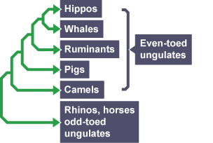 Evolutionary tree diagrams help highlight the relationships between organisms