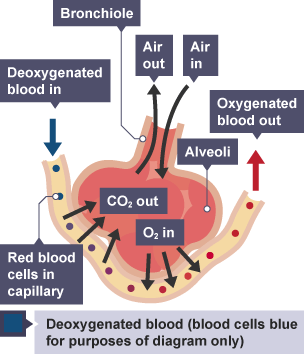 blood bbc diagram alveoli bitesize gcse diffusion deoxygenated oxygenated supply biology humans respiratory system across