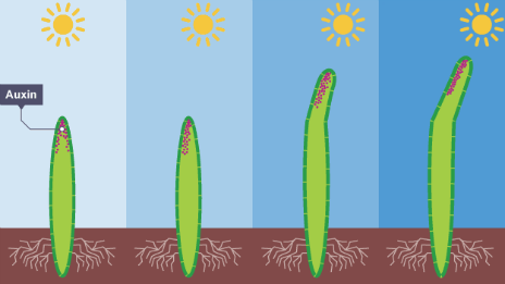 A visual to show four stages of positive geotropism.