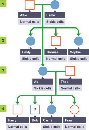 The Stick Together Family Analysis