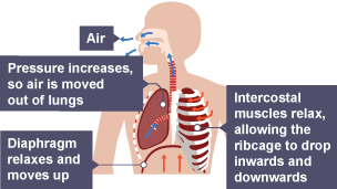 Intercostal muscles relax and the ribcage drops inwards and downwards. Diaphragm relaxes and moves up. Pressure increases in the lungs, air is pushed out. Air escapes via the mouth and nasal passage.