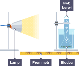 Diagram o arbrawf i ymchwilio i swyddogaeth golau mewn ffotosynthesis. Mae lamp yn pwyntio at ficer sy'n cynnwys dŵr ac Elodea. Mae pren mesur yn mesur y pellter rhwng y lamp a'r bicer.