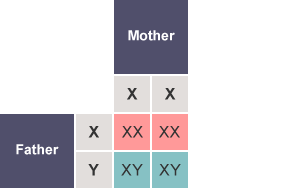 Table with the rows labelled as Father (X,Y) and the columns labelled as Mother (X,X). The cells of the table contain XX, XX, XY and XY