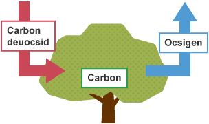 Diagram yn dangos sut mae coed yn dal carbon, trwy amsugno carbon deuocsid o'r atmosffer a rhyddhau ocsigen i'r amgylchedd.