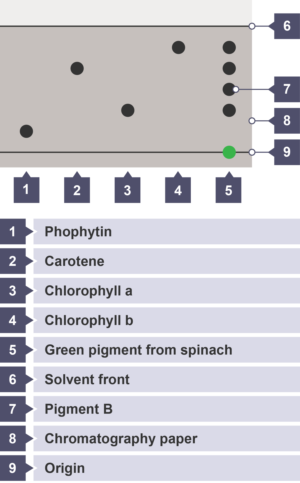Displaced pigments on a used piece of chromatography paper