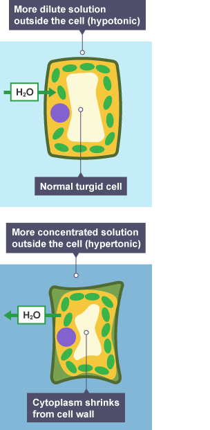 Diagram of a normal cell, then a cell that is surrounded by too much water