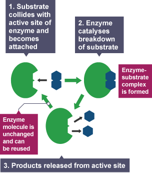 labeled enzymes lock and key