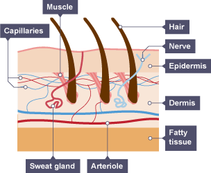 A diagram of skin and its component parts such as nerve endings and fatty tissue