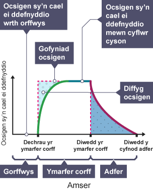 Graff defnyddio ocsigen dros amser yn ystod ymarfer corff. Labeli ar yr echelin x: Dechrau ymarfer corff, Diwedd ymarfer corff a Diwedd adfer. Labeli ar y gromlin: Diffyg ocsigen a Gofyniad ocsigen.