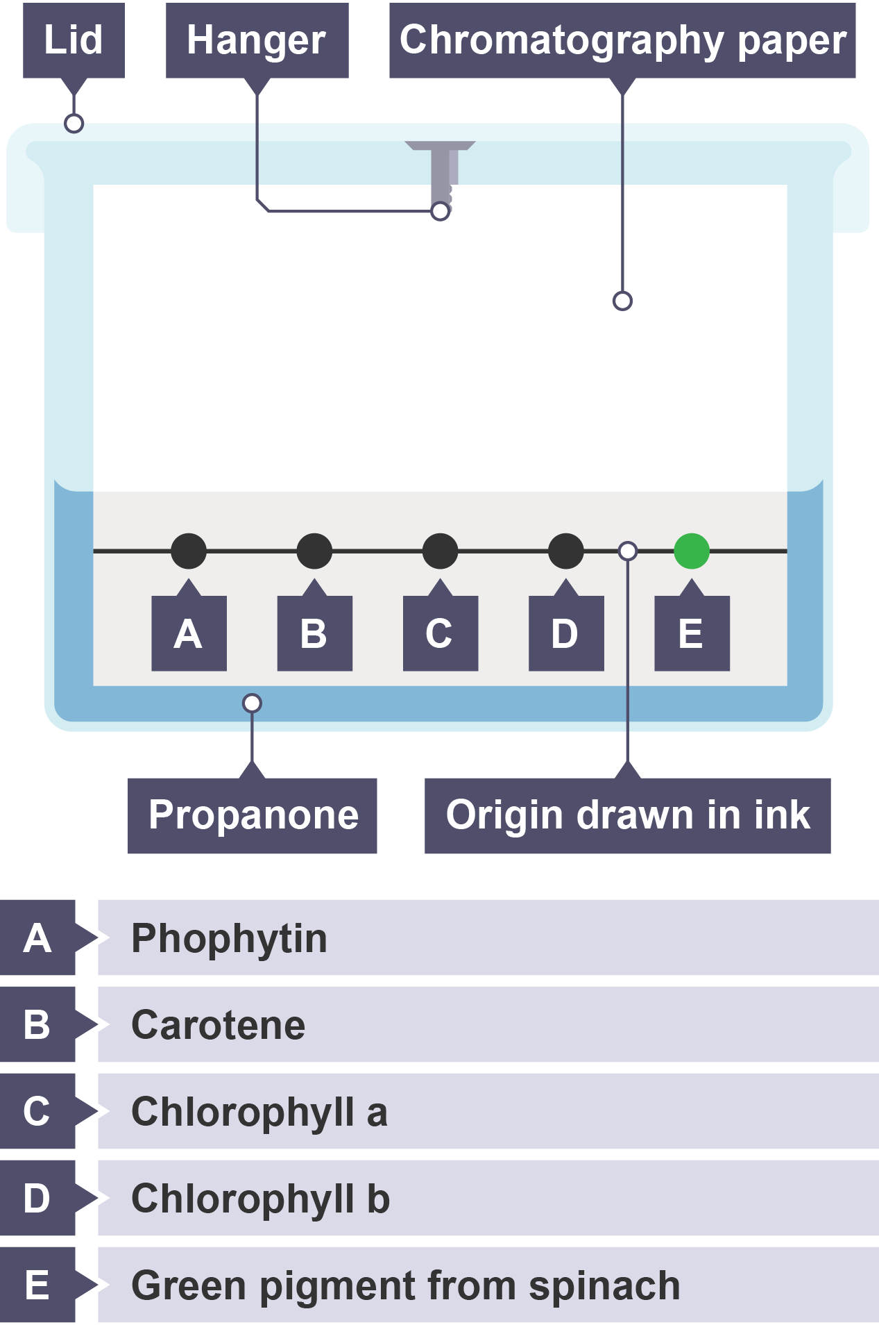 A piece of chromatography paper partially submerged in propanone