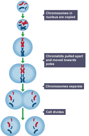 Cell division diagram: Chromosomes in nucleus are copied. Chromatids pulled apart and moved towards poles. Chromosomes separate. Cell divides