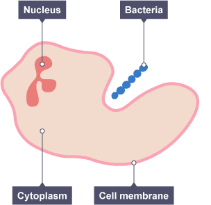 Diagram of a white blood cell surrounding bacteria. The Nucleus, Cytoplasm and Cell membrane of the white blood cell are labelled.