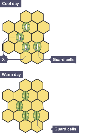 Diagram showing the underside of a leaf of a cowslip plant on a cool day and on a warm day