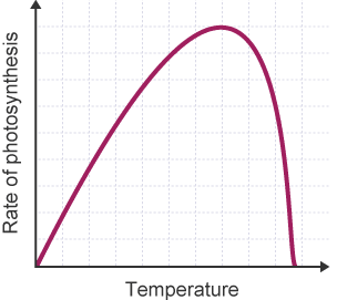 Graph showing how temperature affects the rate of photosynthesis. The y axis is labelled 'Rate of photosynthesis', the x axis is labelled 'Temperature'.