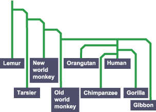 The tree shows an evolutionary relationship between the organisms contained. Consider the roots being at the start moving up towards the leaves.