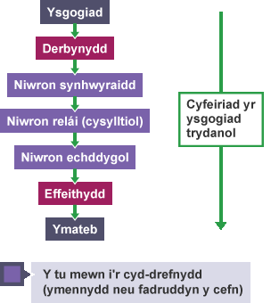 Diagram yn crynhoi sut mae gwybodaeth yn llifo o dderbynyddion i effeithyddion yn y system nerfol.