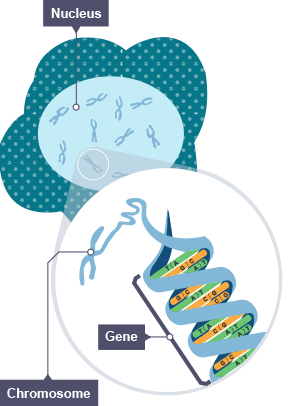 A section of a nucleus showing the chomosomes included in it, magnified to show a dna strand within one of the chromosomes.