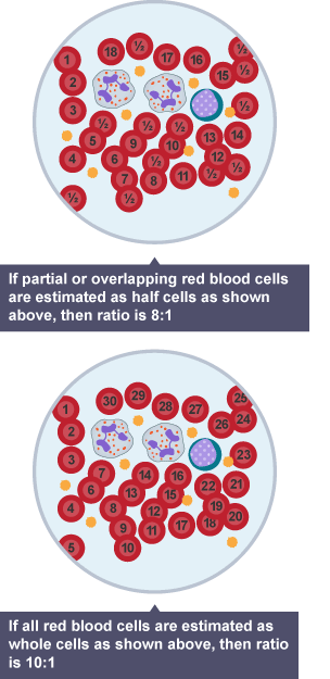 Diagram showing the ratio of red blood cells to white