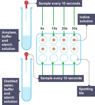 Diagram showing how to set up the experiment and to monitor the results