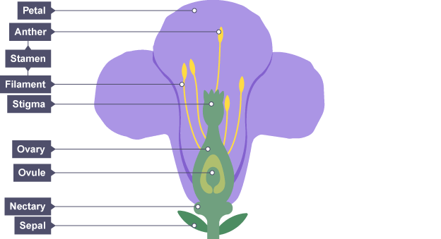 Image result for flower gcse biology diagram