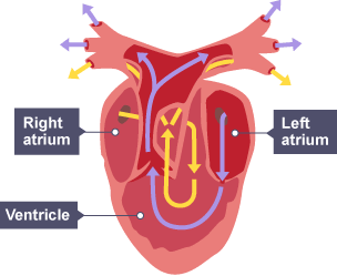 amphibian circulatory system