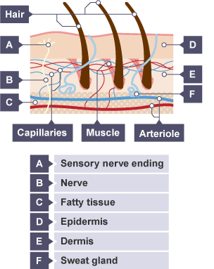 A diagram of skin and its component parts such as nerve endings and fatty tissue