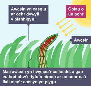 Ffototropedd yn dangos coesyn planhigyn yn plygu tuag at olau o un ochr. Mae awcsin yn casglu ar yr ochr dywyll gan achosi i'r celloedd ar yr ochr honno hwyhau.