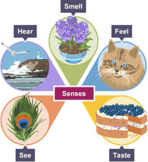 Senses represented by a sea view, bowl  of purple hyacinths, cat with blue eyes, a peacock feather and blueberry cake.