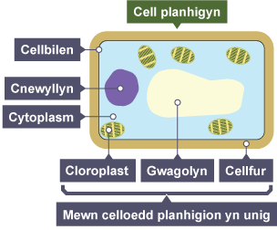 Diagram o gell planhigyn â'r labeli cellbilen, cnewyllyn, cytoplasm a'r rhai sydd mewn planhigion yn unig: cloroplast, gwagolyn, cellfur