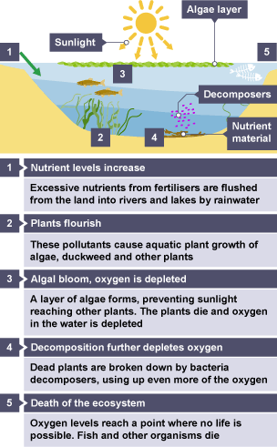 Eutrophication and how it affects ecosystems.