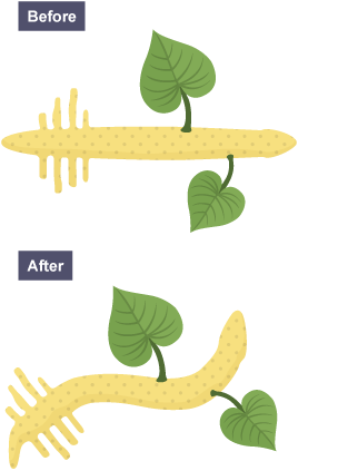 In a root placed horizontally, the bottom side contains more auxin and grows less, causing the root to bend in the direction of the force of gravity.