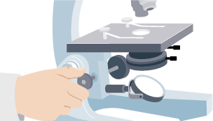 Investigating cells with a light microscope