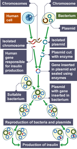 Gene from human chromosome responsible for insulin production isolated.  Plasmid isolated from bacterium.  Human gene inserted in plasmid.  Reproduction of bacteria and plasmids result in insulin.