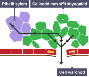 Diagram yn dangos trydarthiad mewn deilen. Tiwbiau sylem, Celloedd mesoffyl sbyngaidd, a Celloedd gwarchod wedi'u labelu. Saethau'n dangos i ba gyfeiriad mae'r dŵr yn mynd.