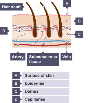 Diagram of a cross section of hair and below the surface of the skin