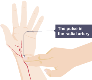 An illustration of taking the pulse rate from wrist