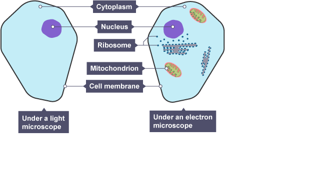 Diagram illustrating an animal cell and its components